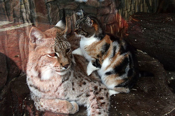 Dusja lays on Linda the Lynx's belly