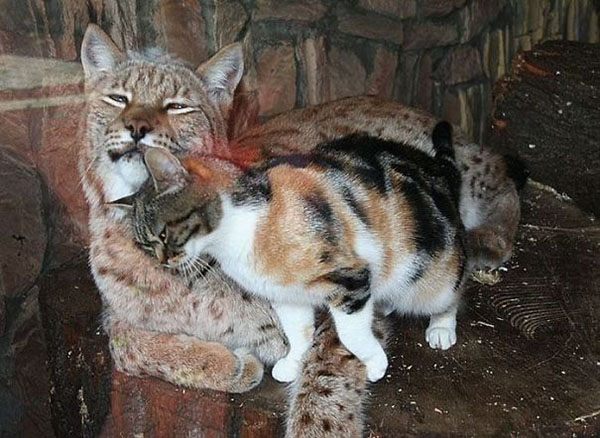 Dusja rubs against Linda the lynx