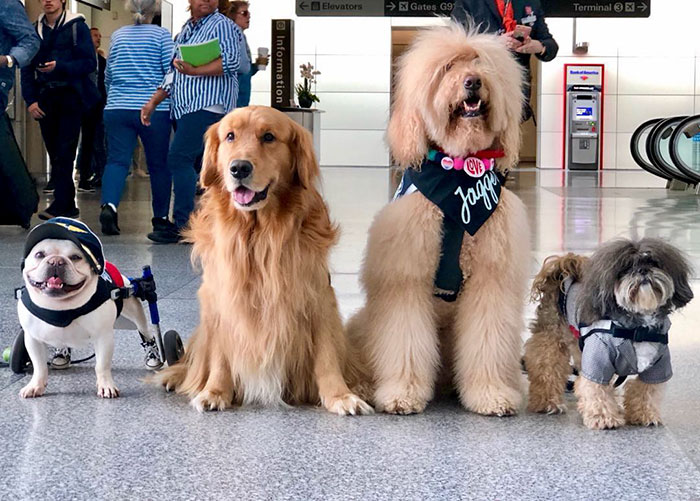 Four Dog Members of Wag Brigade at San Francisco International Airport