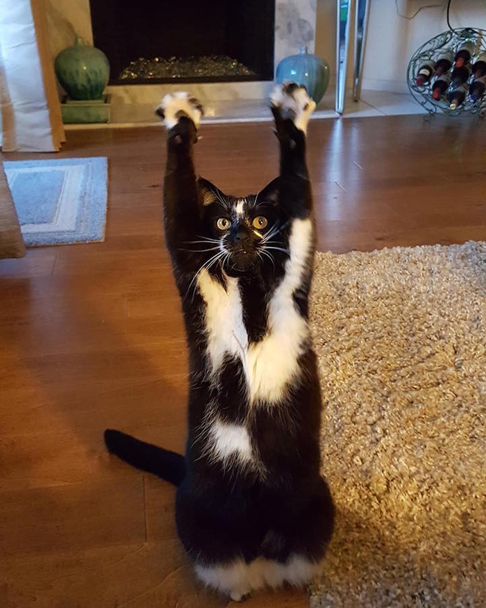 GoalKitty holds her paws up like she'd just been caught stealing snacks