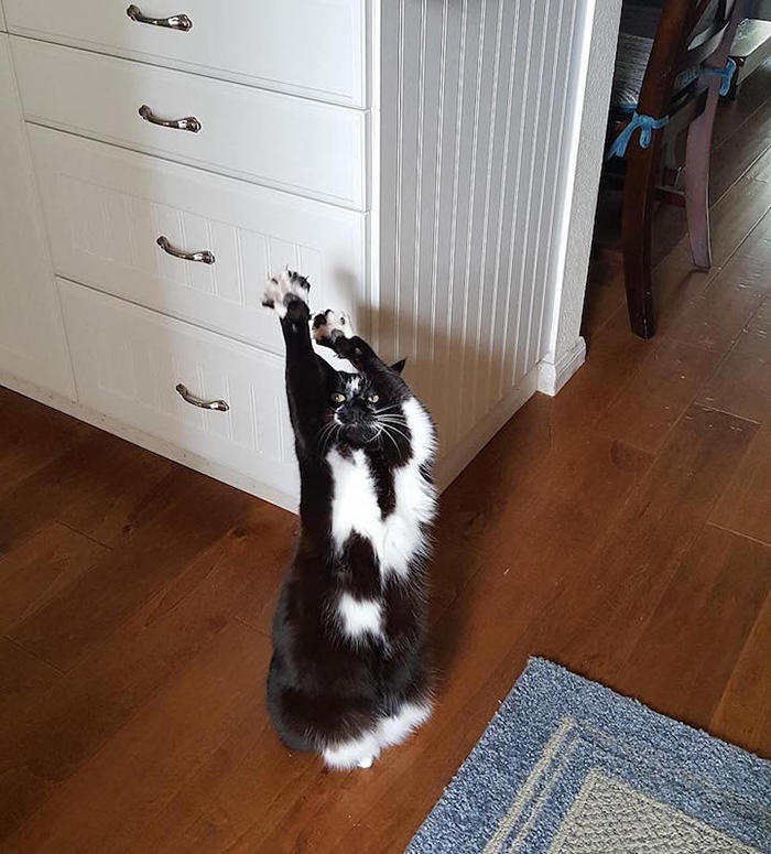 GoalKitty stretches her paws up