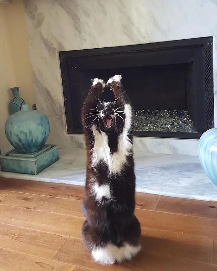 GoalKitty yawns while stretching her paws upwards