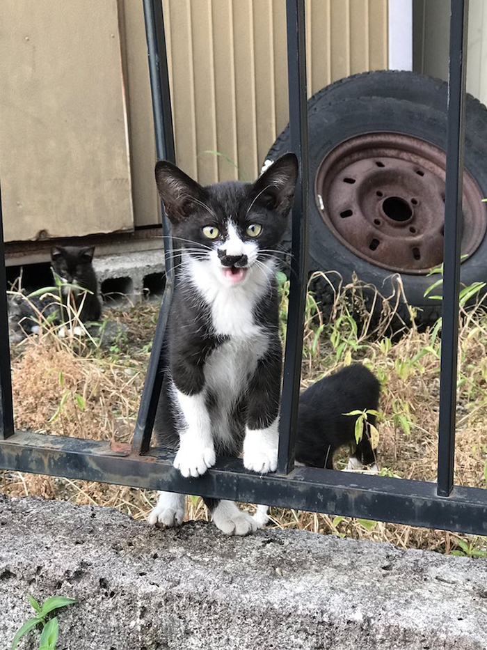 Japanese Cat with Cat Mark on Face