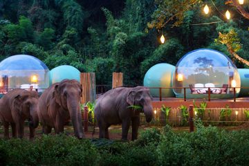 Jungle Bubbles Elephant Camp and Resort