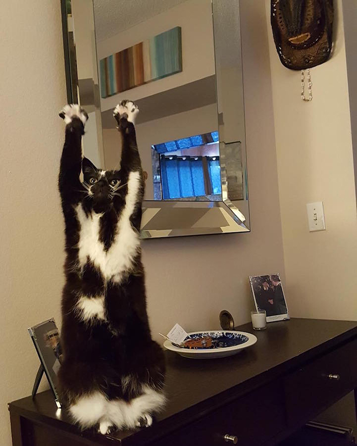 Keys raises her paws while standing on her hind legs