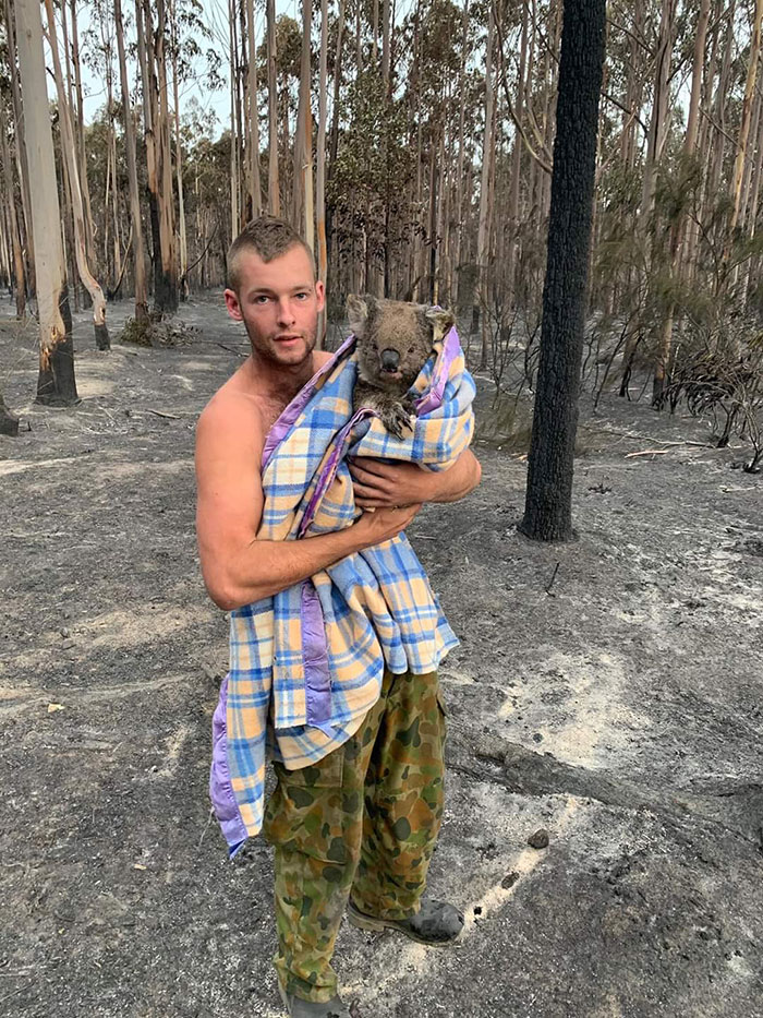 Koala Rescued by a Man