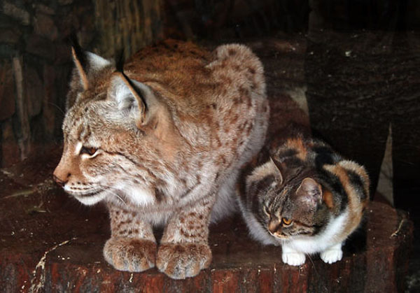 Linda the Lynx and Dusja the Domestic Calico Cat doing the loaf position