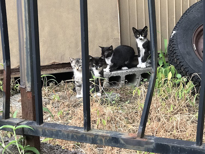 Litter of Kittens