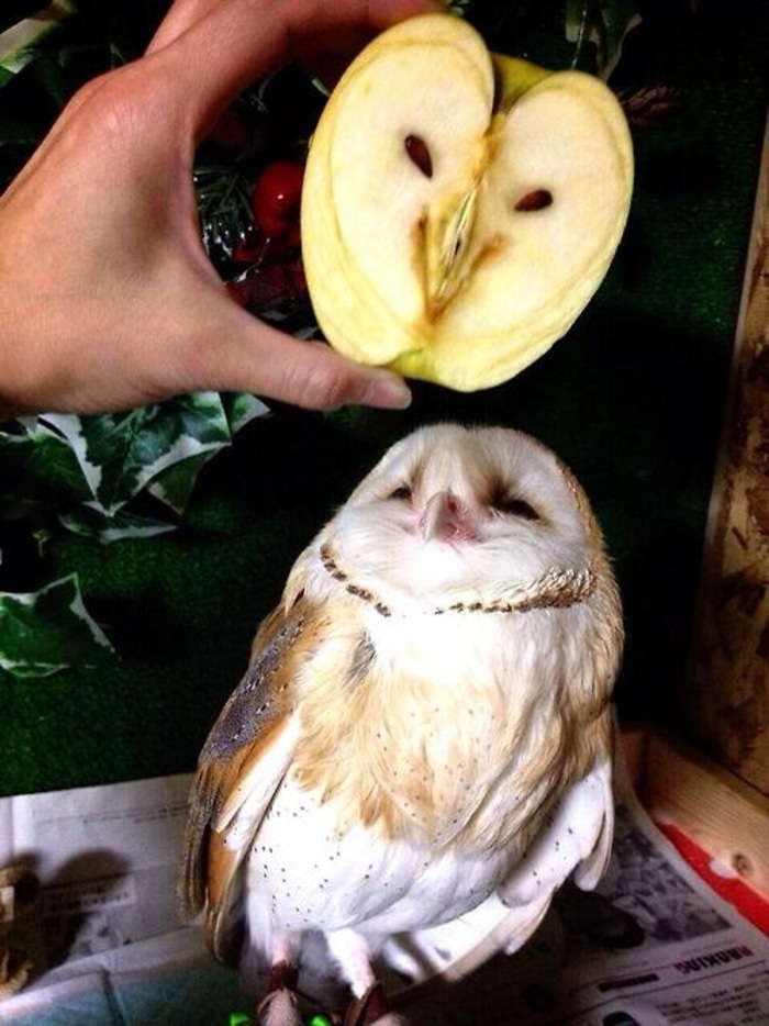 Owl That Looks Similar to a Sliced Apple