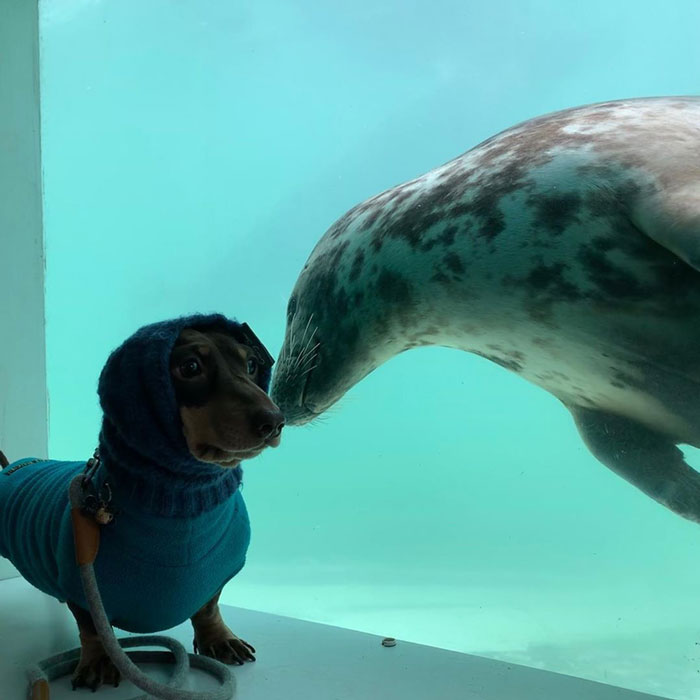 Seal Puppy Making Friends with Dachshund