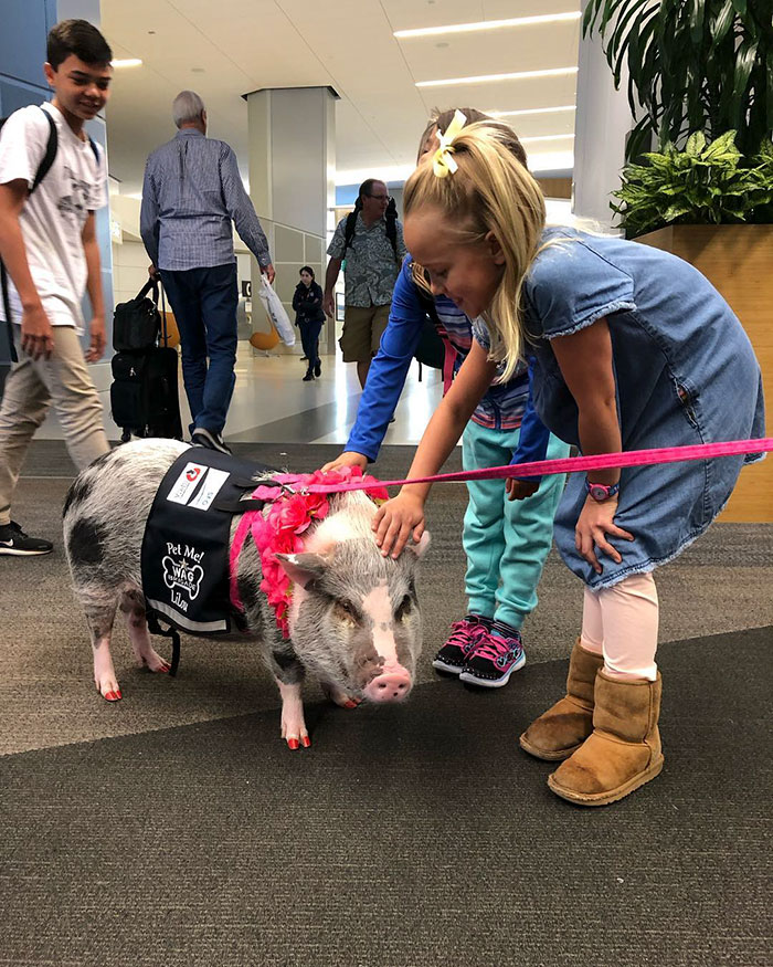 Two Girls Petting a Pig Member of the Wag Brigade