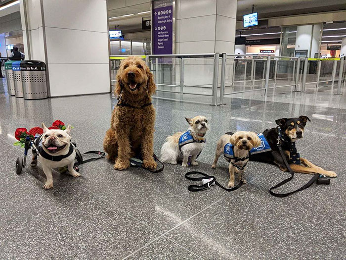 Wag Brigade at San Francisco International Airport Consisting of Certified Therapy Dogs