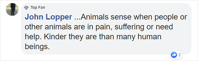 animals sense when people or other animals are in pain