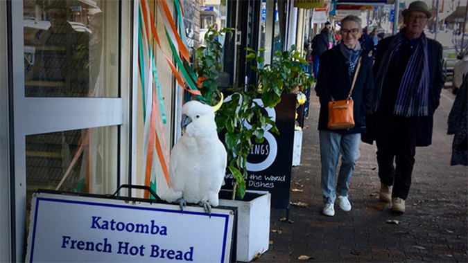 aussie jerkbird rests on a sign