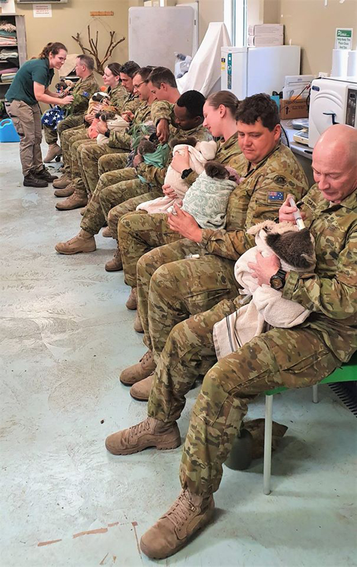 australian soldiers nursing displaced koalas