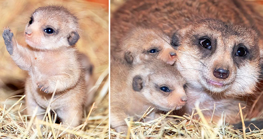baby meerkat photos