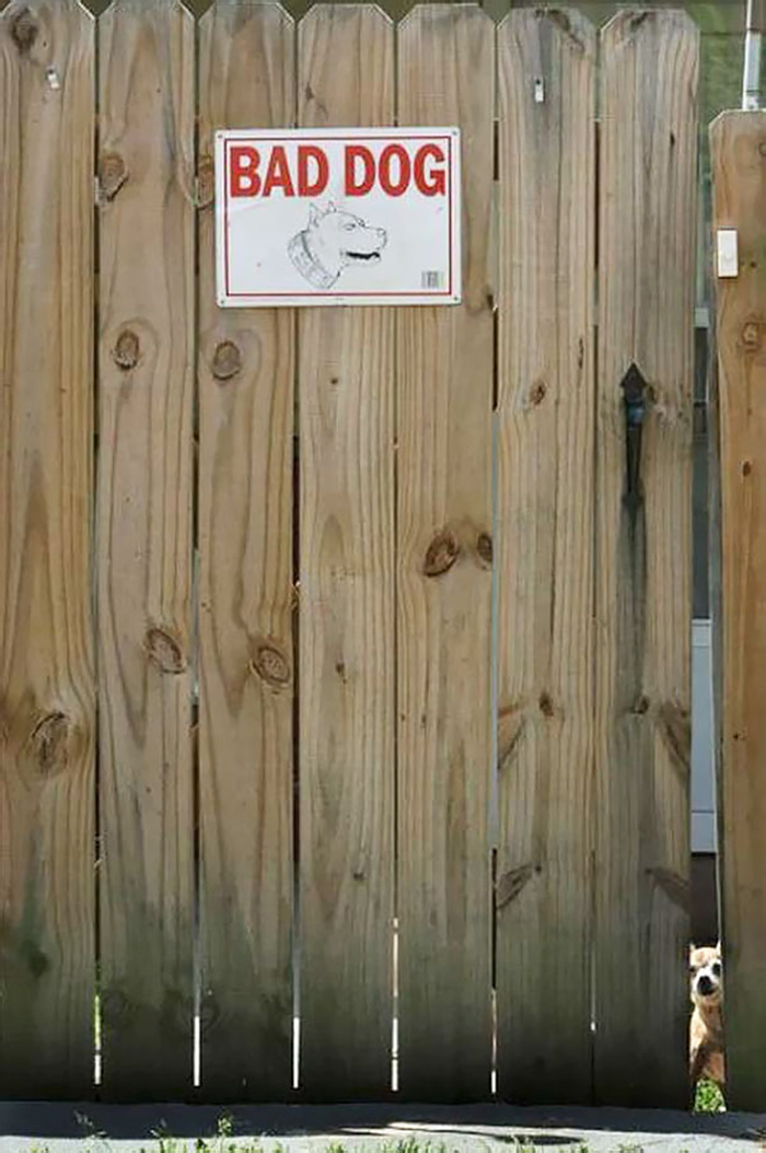 bad dog peeking from fence