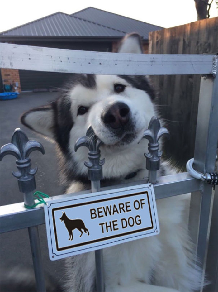 beware of dog sign funny