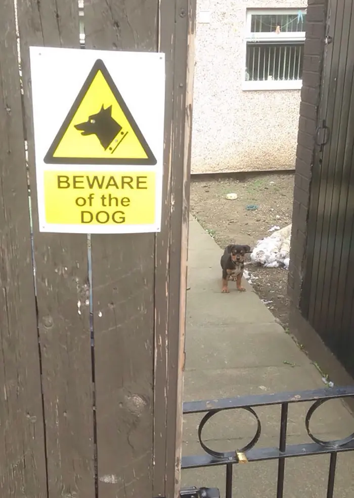 beware of dog small puppy