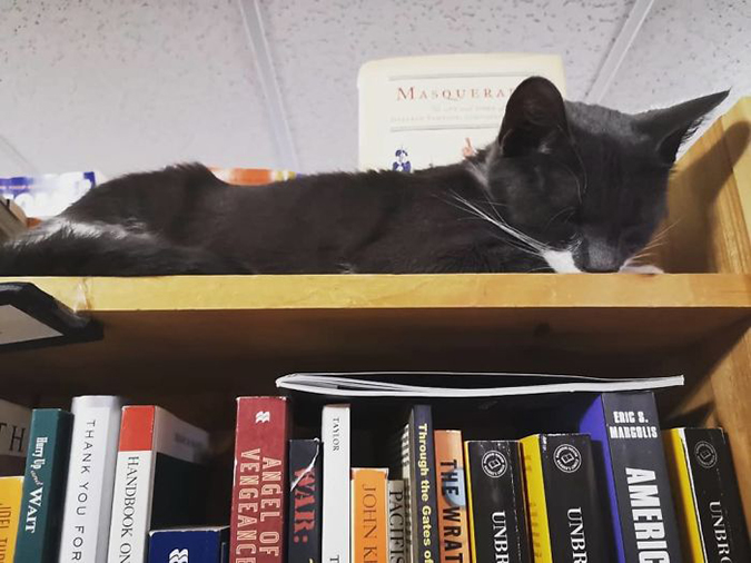 black cat sleeps at the top of a bookshelf