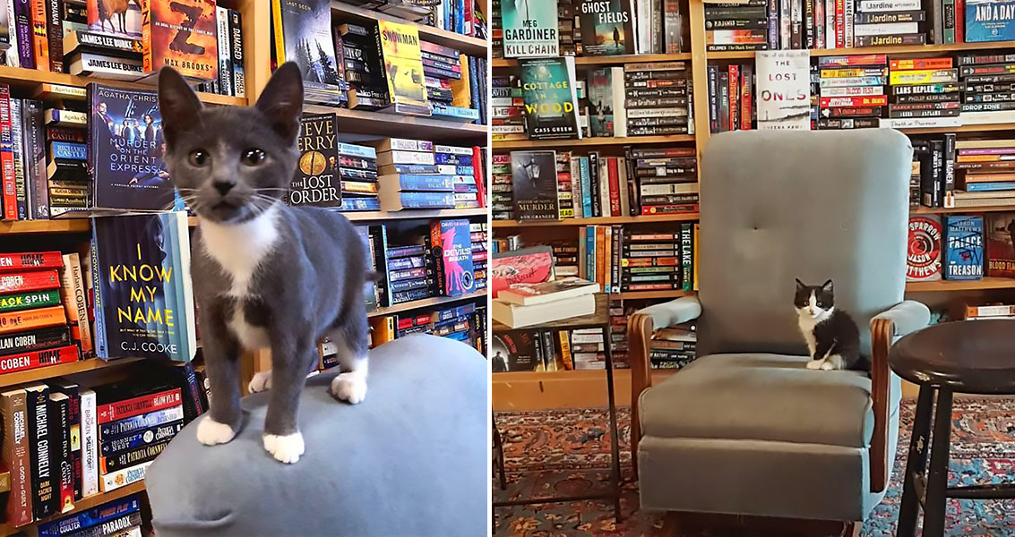 bookstore kittens