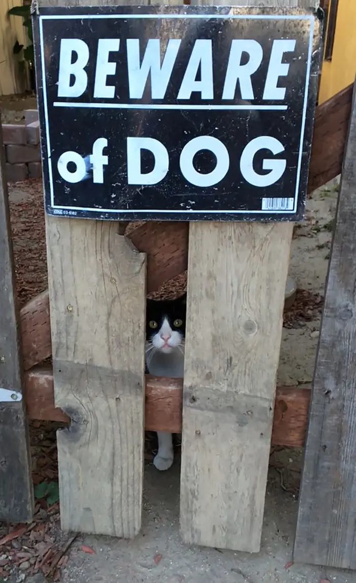 cat behind warning sign