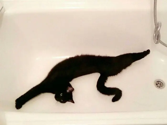 cats stretching bathtub reptile
