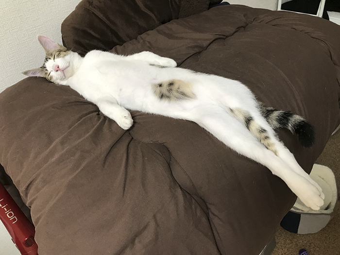 cats stretching chilling like a boss