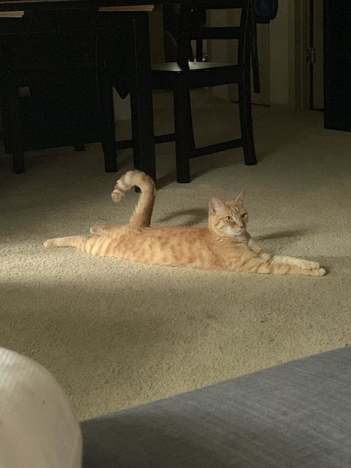 cats stretching fancy tail