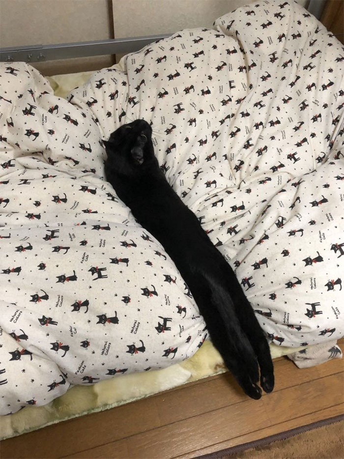 cats stretching long body
