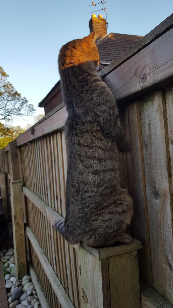 cats stretching long neck