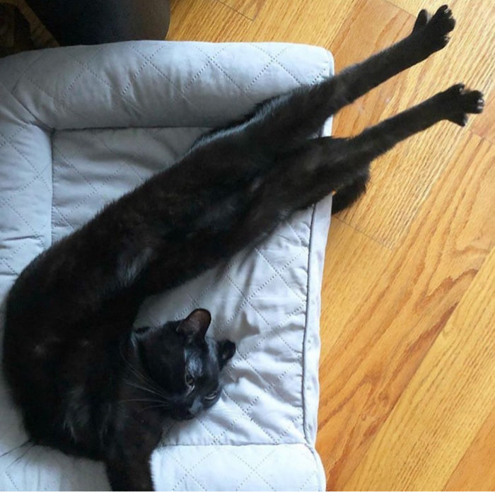 cats stretching super long legs