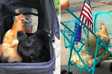 chicken stroller