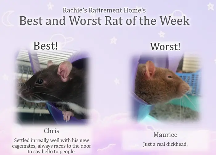 chris and maurice as september's best and worst rat of the week