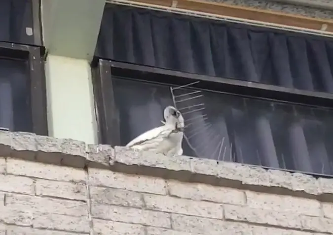 cockatoo uses its beak and leg to remove the spikes on the wall