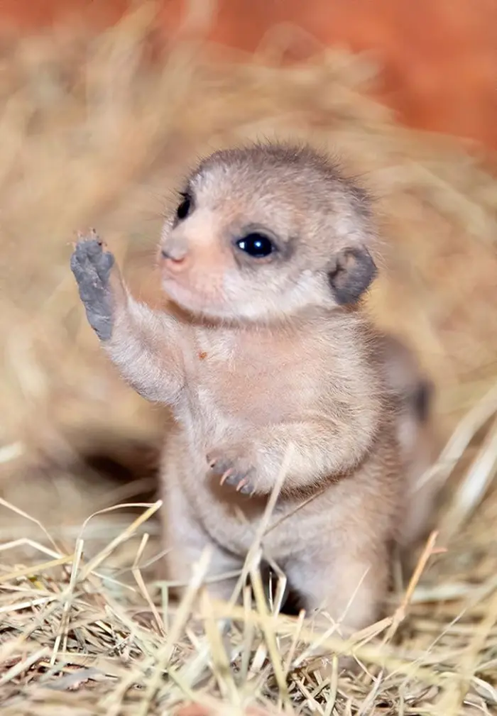 cute baby meerkats