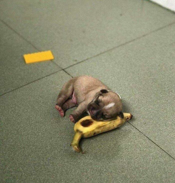 cute puppy banana pillow