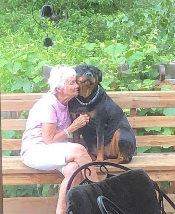 dog accompanies elder woman