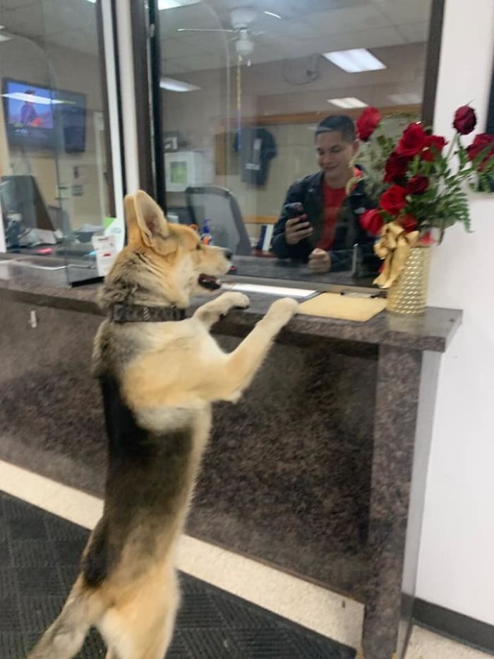 dog reports himself missing to front desk