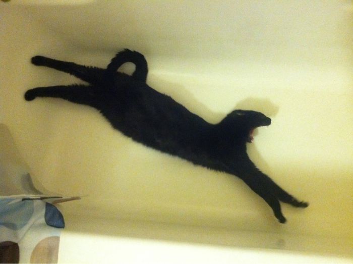 flexible kitties in hilarious positions bathtub