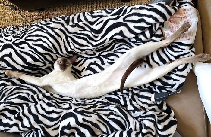 flexible kitties in hilarious positions unreal length