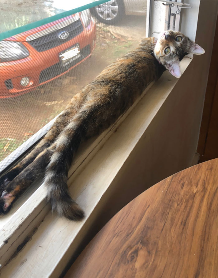 flexible kitties in hilarious positions windowsill sploot