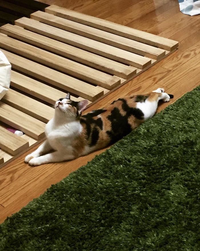 flexible kitties in hilarious positions yoga bend