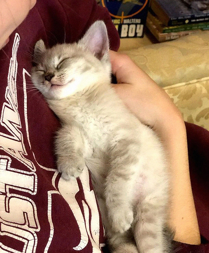 fluffy kitten naps while being cradled