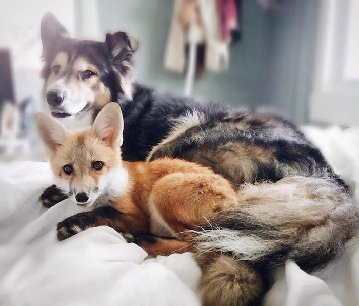 fox and dog best pals