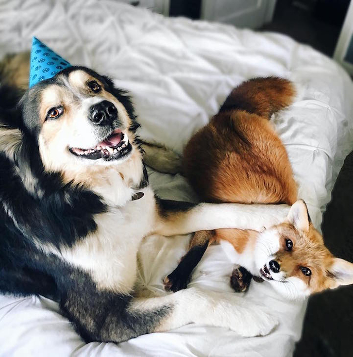 fox and dog playing