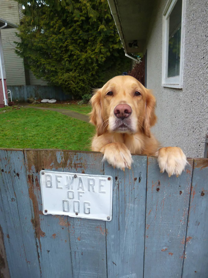 friendly looking dog behind warning sign