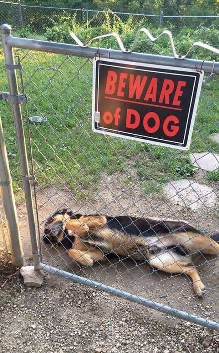 funny beware of dog sign lying on back