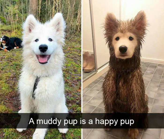 funny dog snapchats muddy pup