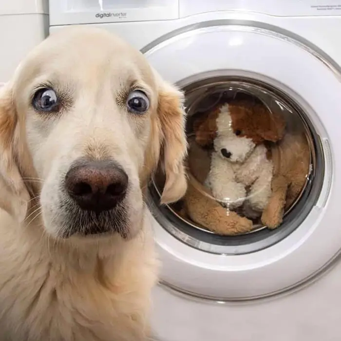 funny dog snapchats toy in the washer
